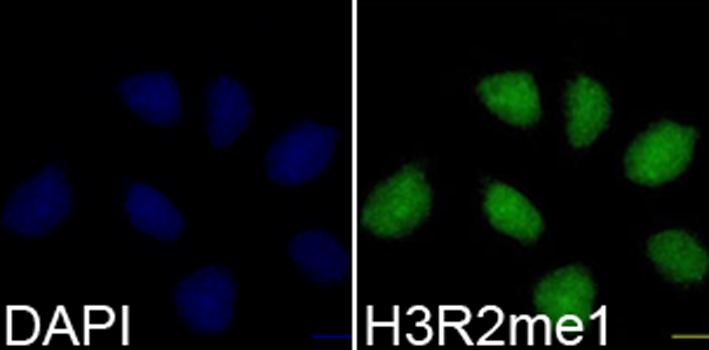 Immunofluorescence - Histone H3R2 Monomethyl (H3R2me1) Polyclonal Antibody