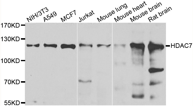 Western blot analysis of extracts of various cell lines, using HDAC7 Polyclonal Antibody.