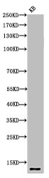 Western Blot analysis of KB cells using Histone H4K8ac (Acetyl H4K8) Polyclonal Antibody.