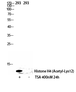 Western Blot analysis of 293 cells using Histone H4K12ac (Acetyl H4K12) Polyclonal Antibody.