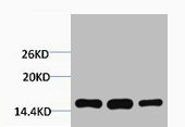 Western blot analysis of 1) Hela, 2) 3T3, 3)<br>Raw 264.7, diluted at 1:2000