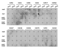 Dot-blot analysis of all sorts of methylation peptides using H3K9me1 Monomethyl Polyclonal Antibody.