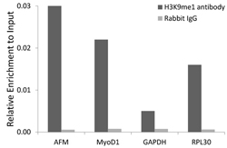 Chromatin immunoprecipitation analysis extracts of 293 cell line, using H3K9me1 Monomethyl Polyclonal Antibody and rabbit IgG. The amount of immunoprecipitated DNA to the input.
