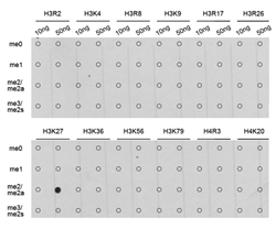 Dot-blot analysis of all sorts of methylation peptides using H3K27me2 Dimethyl Polyclonal Antibody.