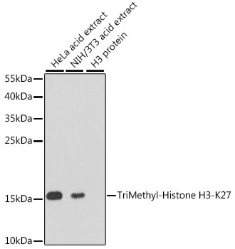 Western Blot - Histone H3K27me3 (H3K27 Trimethyl) Polyclonal Antibody