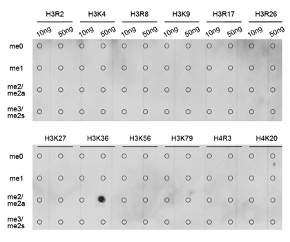 Dot Blot - Histone H3K36me2 (H3K36 Dimethyl) Polyclonal Antibody