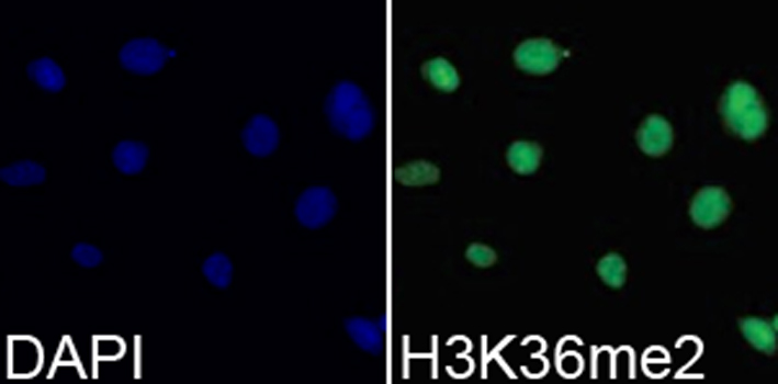 Immunofluorescence - Histone H3K36me2 (H3K36 Dimethyl) Polyclonal Antibody