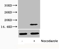 Western blot analysis of extracts from Hela cells, untreated (-) or treated, 1:2000.