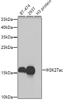 Western Blot - Histone H3K27ac (Acetyl H3K27) Polyclonal Antibody