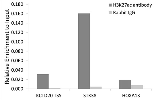 Chromatin Immunoprecipitation - Histone H3K27ac (Acetyl H3K27) Polyclonal Antibody