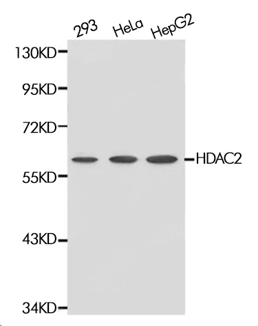 Western blot analysis of extracts of various cell lines, using HDAC2 Polyclonal Antibody.