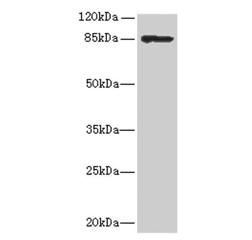 Western blot<br />All lanes: inlA Polyclonal Antibody at 10ug/ml+293T whole cell lysate<br />Goat polyclonal to rabbit at 1/10000 dilution<br />Predicted band size: 86 kDa <br />Observed band size: 86 kDa <br />