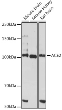ACE2 Polyclonal Antibody