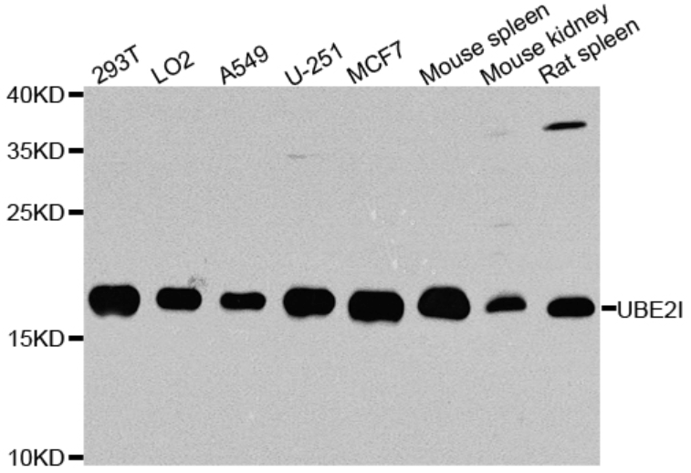 Western blot analysis of extracts of various cell lines, using UBE2I Polyclonal Antibody.