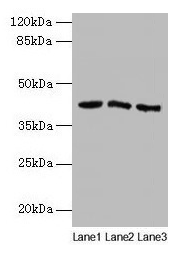 ANGPTL7 Polyclonal Antibody (100 µl)