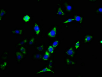 CNTFR Polyclonal Antibody (100 µl)