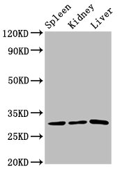 CD27 Polyclonal Antibody (100 µl)