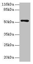 CCDC14 Polyclonal Antibody (100 µl)