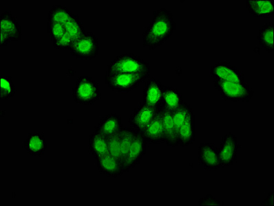 AEN Polyclonal Antibody (50 µl)