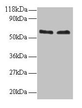 FUS Polyclonal Antibody (100 µl)