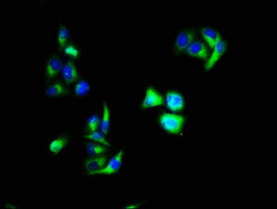 ANXA1 Polyclonal Antibody (20 µl)