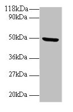 BMP7 Polyclonal Antibody (100 µl)
