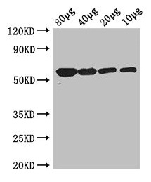 glpK Polyclonal Antibody (100 µl)