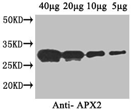 APX2 Polyclonal Antibody (100 µl)