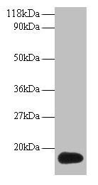 ISG15 Polyclonal Antibody (100 µl)