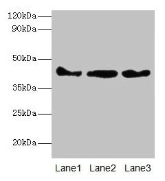 Actb Polyclonal Antibody (100 µl)