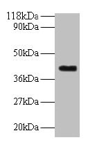 ELAVL2 Polyclonal Antibody (100 µl)