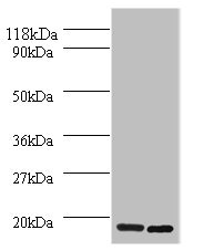 Histone H2A.J Polyclonal Antibody (100 µl)