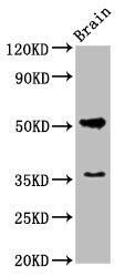 Chrm1 Polyclonal Antibody (20 µl)