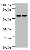 Ces1c Polyclonal Antibody (100 µl)