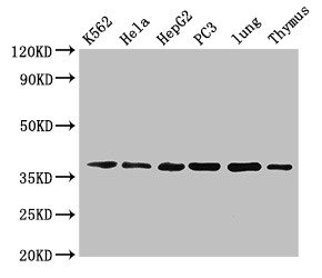Anxa1 Polyclonal Antibody, Biotin Conjugated (50 µl)
