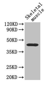 Cd46 Polyclonal Antibody (100 µl)