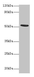CHRNA1 Polyclonal Antibody (100 µl)