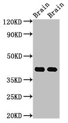 Gnao1 Polyclonal Antibody (100 µl)
