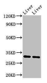 APOA1 Polyclonal Antibody (100 µl)