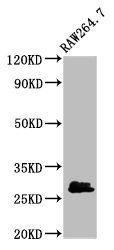 BCL2L1 Polyclonal Antibody (20 µl)