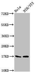 Birc5 Polyclonal Antibody (100 µl)