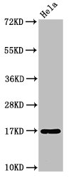 C1D Polyclonal Antibody (100 µl)