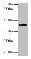 H2-D1 Polyclonal Antibody (50 µl)