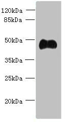 ABI3 Polyclonal Antibody (100 µl)