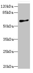 GPR75 Polyclonal Antibody (100 µl)