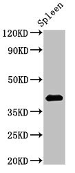 HS2ST1 Polyclonal Antibody (100 µl)