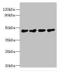 PRMT6 Polyclonal Antibody (100 µl)