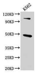 ARRB1 Polyclonal Antibody (100 µl)
