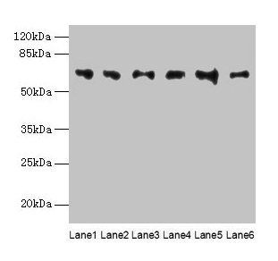 FBXO24 Polyclonal Antibody (100 µl)