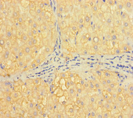 H2AFB1 Polyclonal Antibody (50 µl)